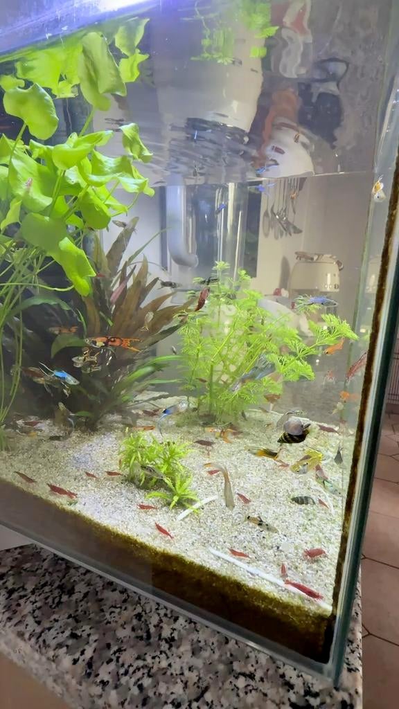 Guppy Endlers, Vis, Zoetwatervis