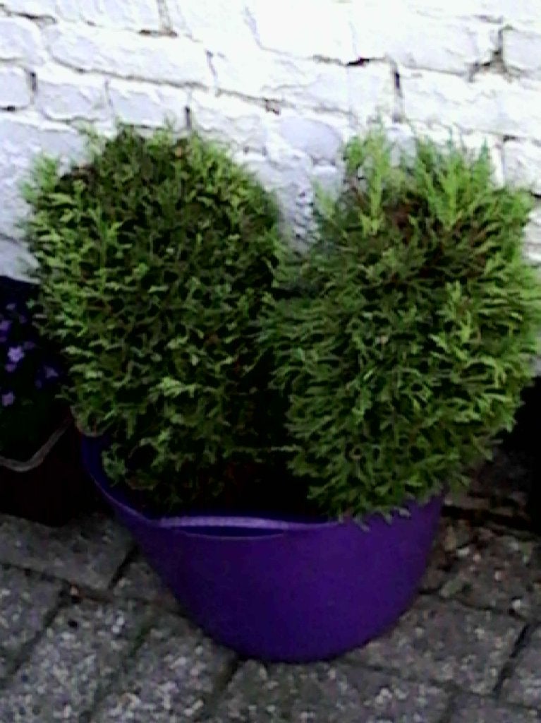 Conifeer Goldcrest, Tuin en Terras, Planten | Bomen, Ophalen, Bloeit niet, Halfschaduw, Overige soorten
