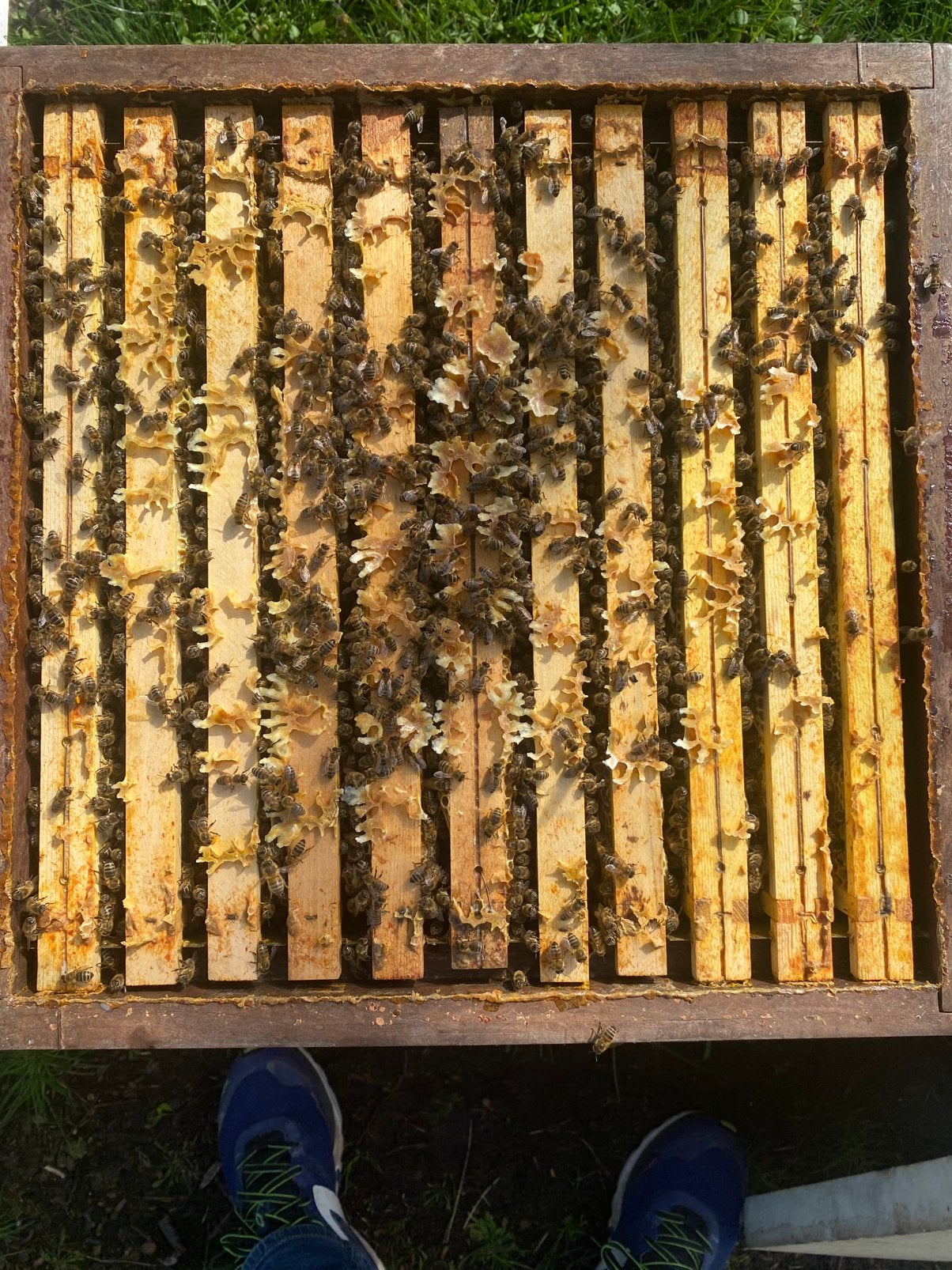 Carnica volken Q2026, Dieren en Toebehoren, Bijen