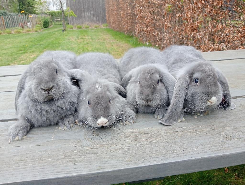 Update: Franse hangoren, Dieren en Toebehoren, Meerdere dieren, Groot, Hangoor, 0 tot 2 jaar