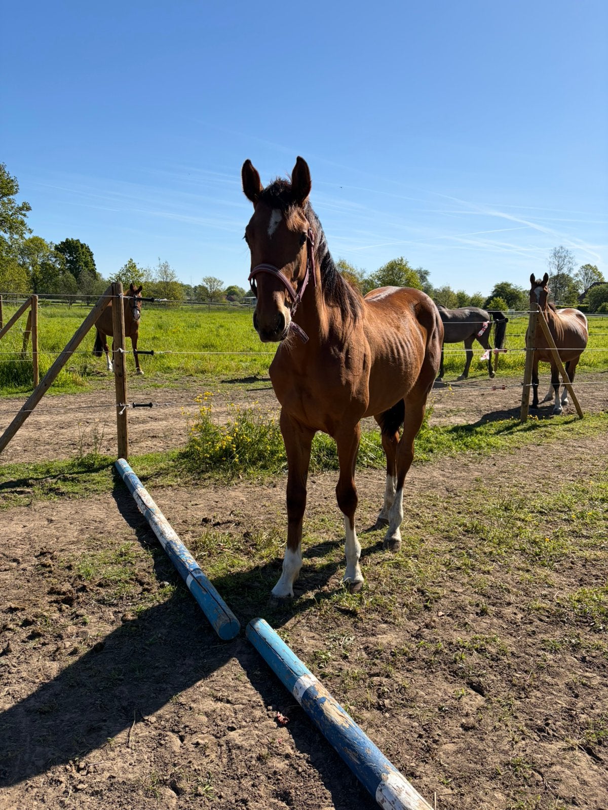 Lieve jaarling hengst te koop, Dieren en Toebehoren, Springpaard, Minder dan 160 cm, 0 tot 2 jaar, Hengst