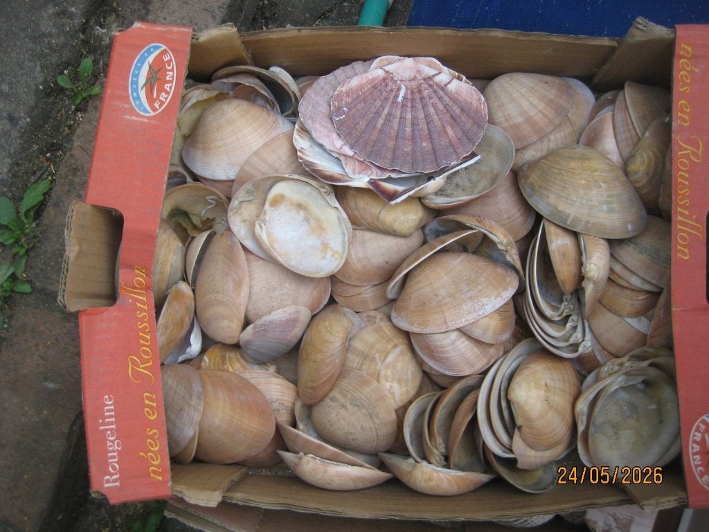 coquillages, Ophalen, Schelp(en)