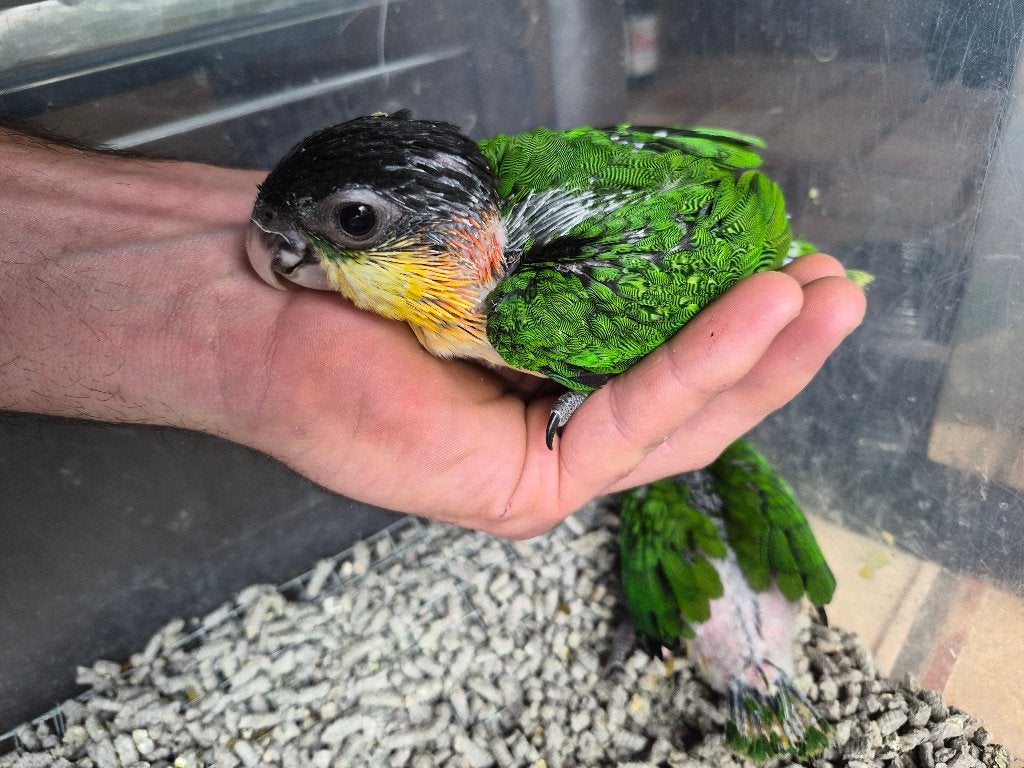 baby caïques, Sexe inconnu, Perroquet, Domestique