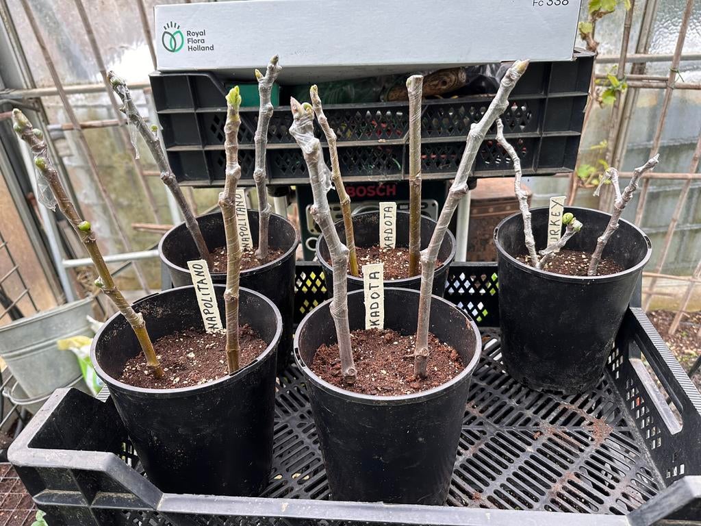 Jonge vijgen stekken, Tuin en Terras, Planten | Tuinplanten, Ophalen