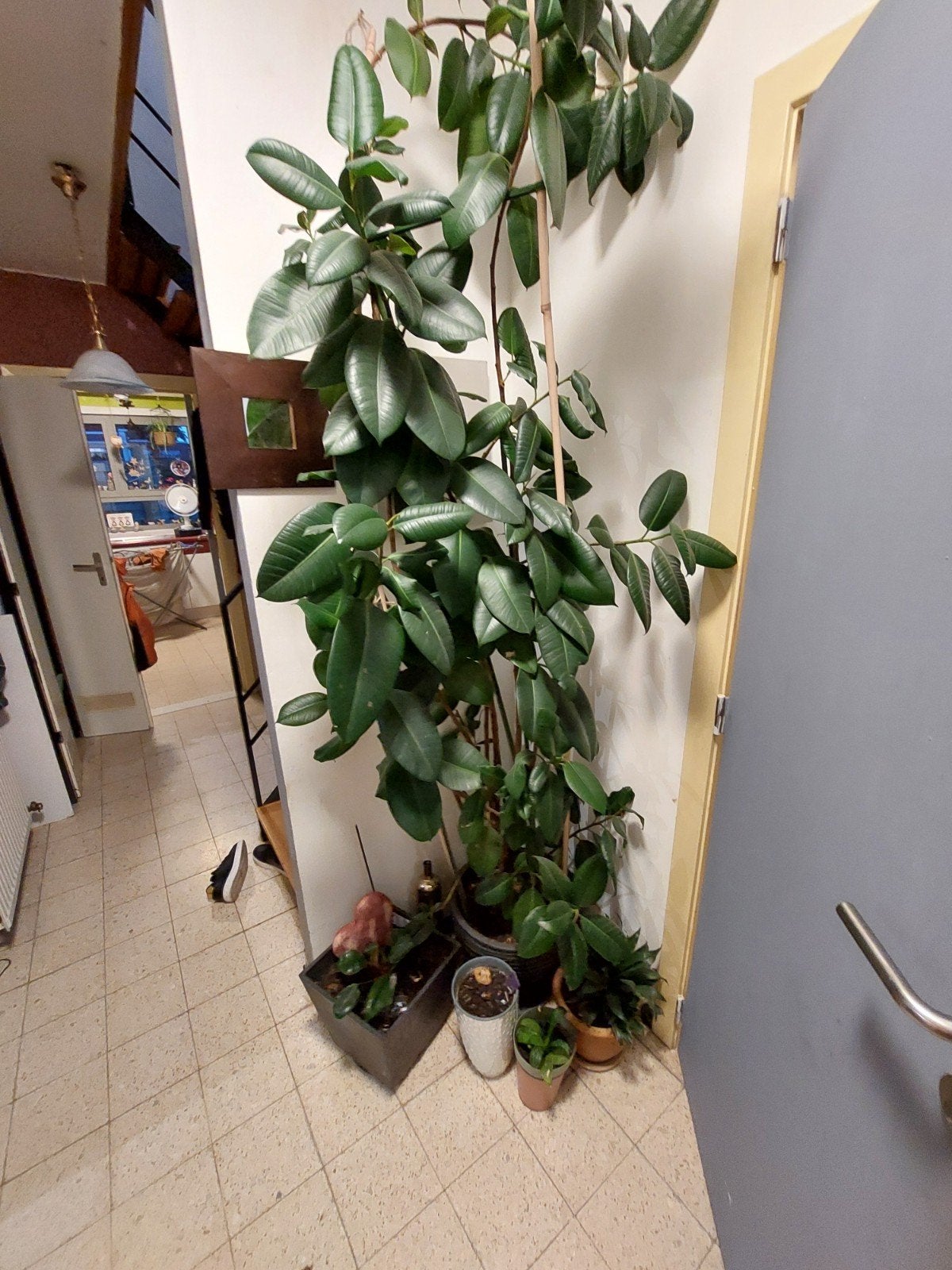 een mooie groote plant, Ophalen