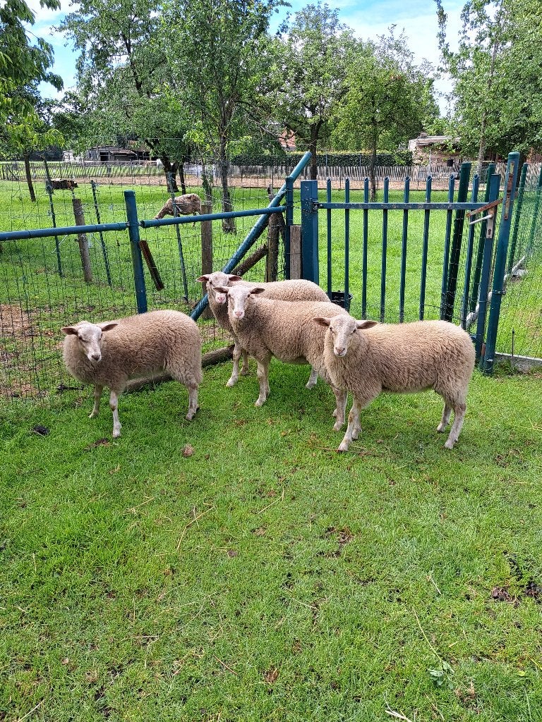 Lammeren Kempisch heideschaap 2x ooi en 2x ram, Dieren en Toebehoren, Schapen, Geiten en Varkens, Schaap, 0 tot 2 jaar