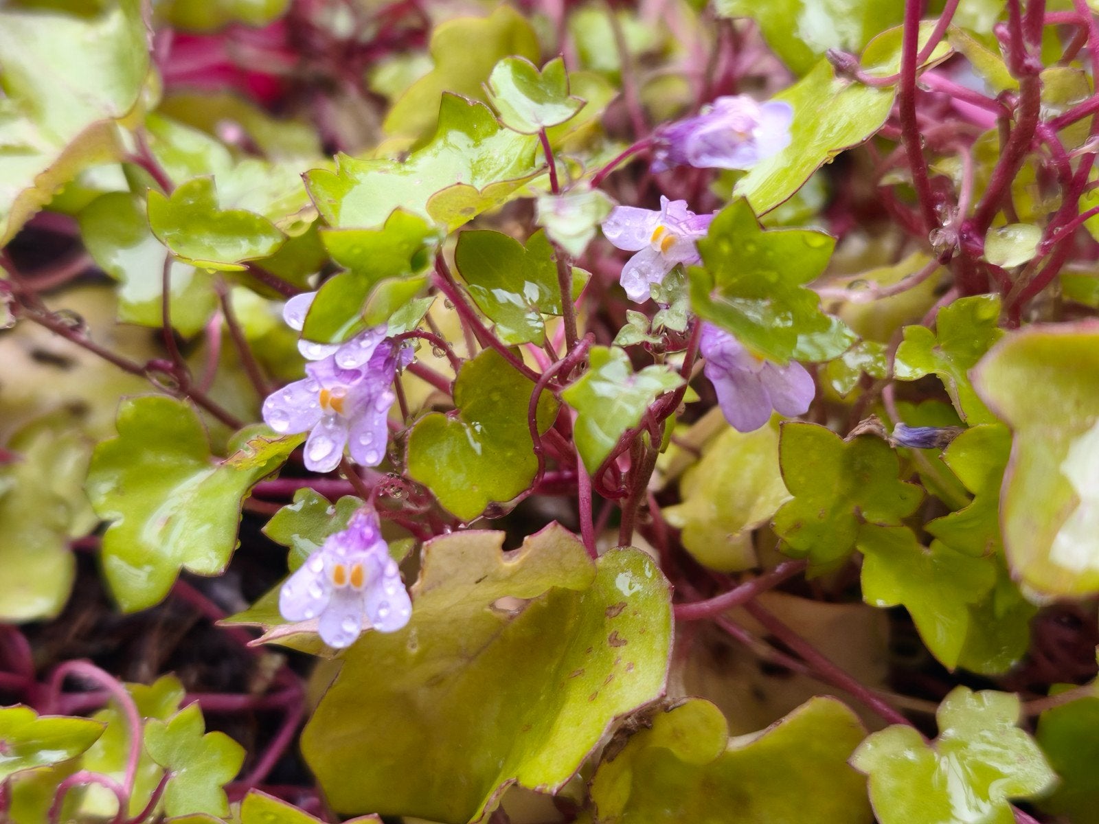 Muurleeuwebek, Tuin en Terras, Ophalen