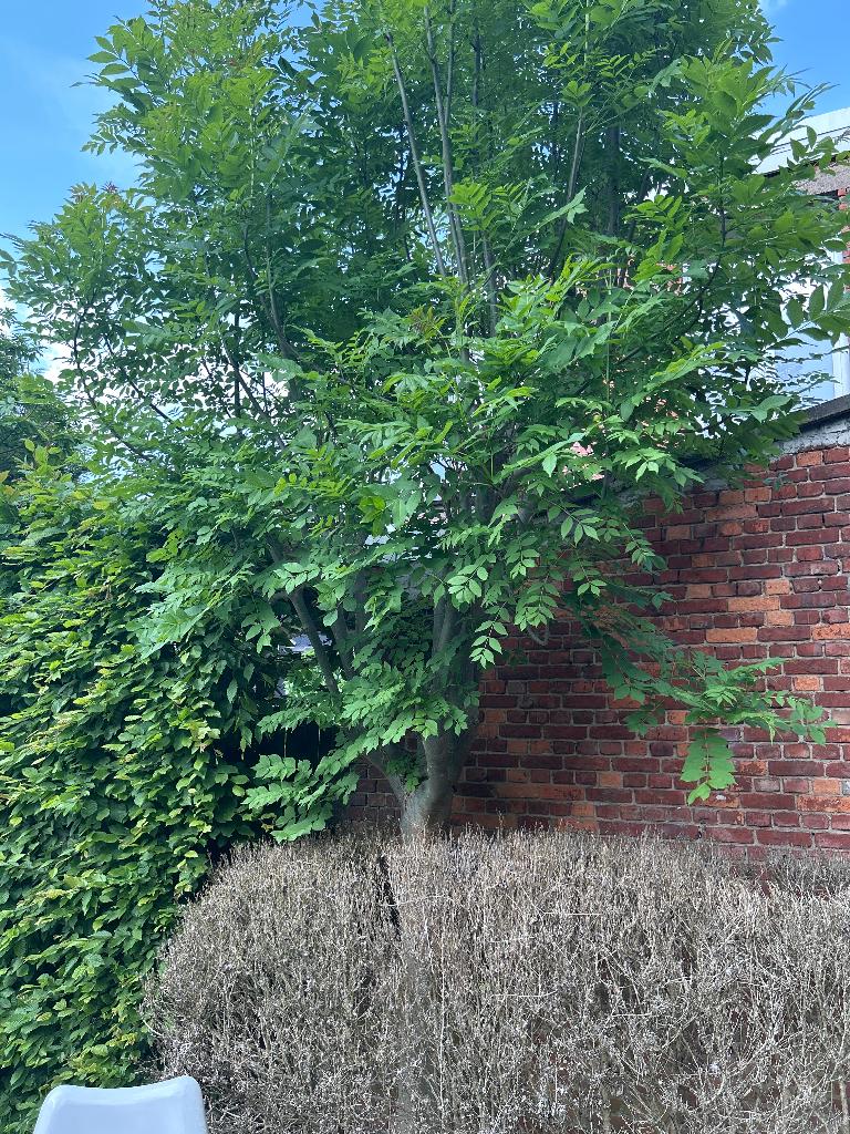 Boom, Overige soorten, Zomer, 400 cm of meer, Ophalen