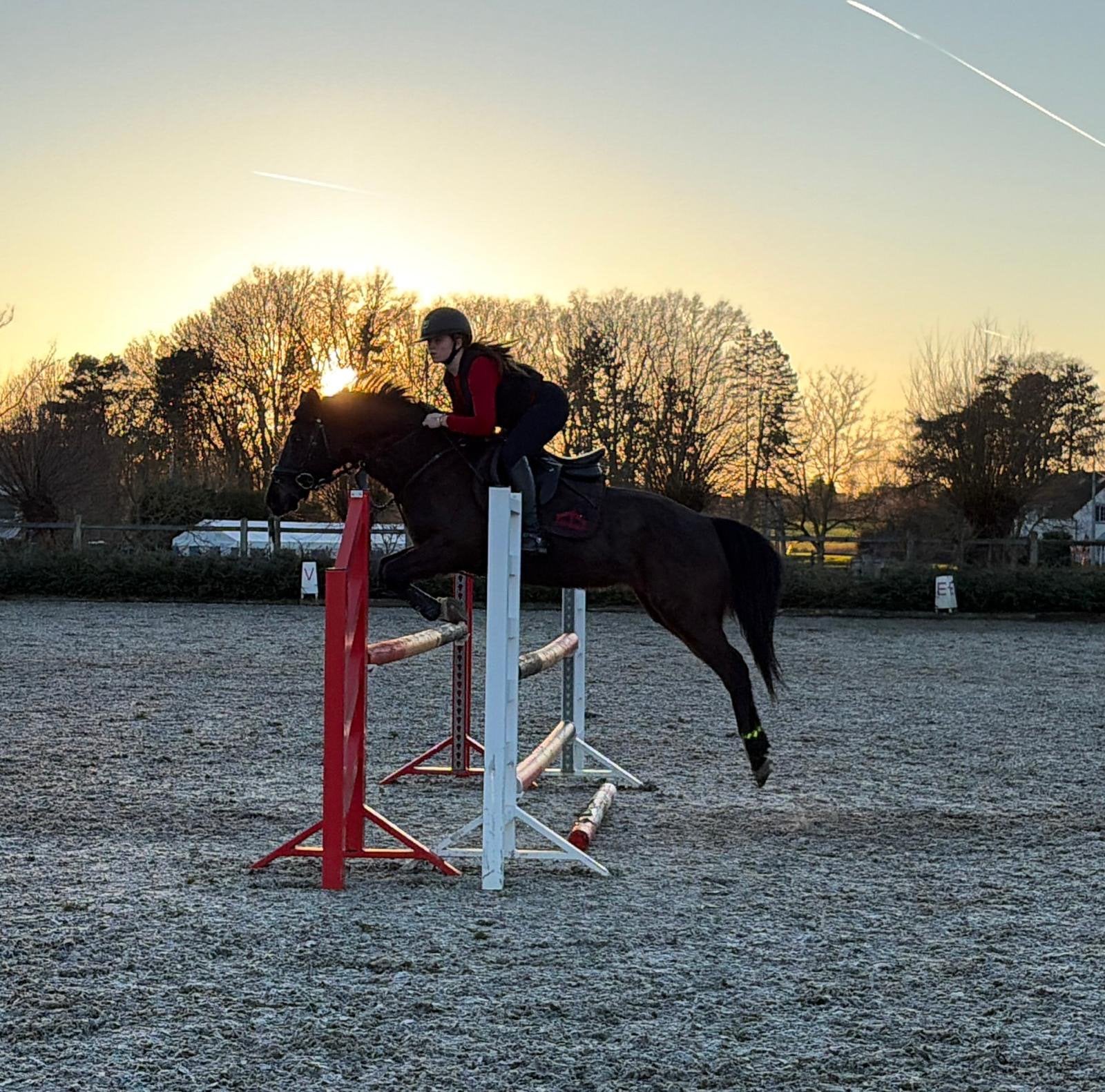 KLASSE, KARAKTER & SPORTTALENT – EEN ECHTE ALLROUNDER D-PONY, Dieren en Toebehoren, Minder dan 160 cm, Met stamboom, Ruin, Dressuurpaard