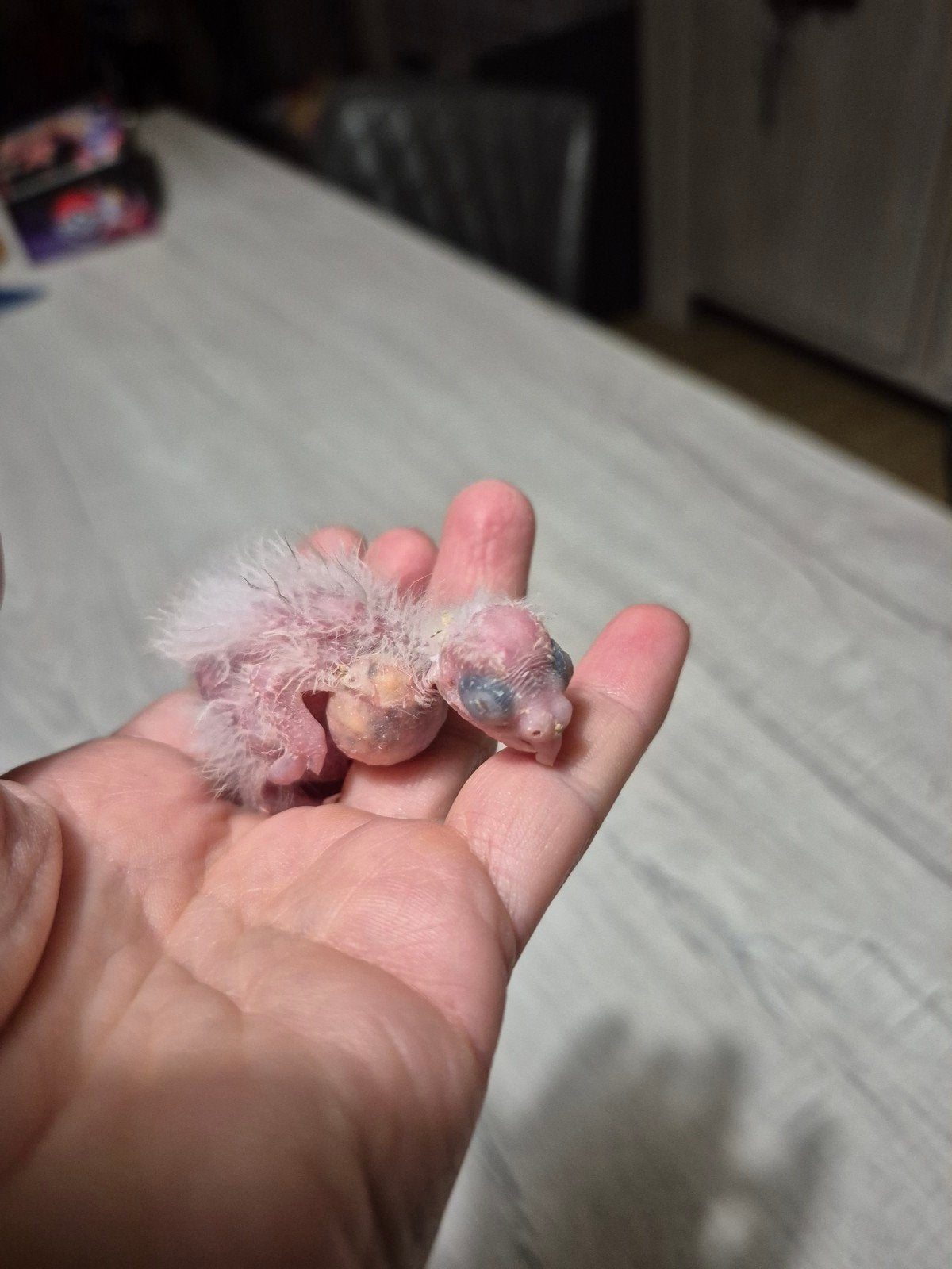 2 baby's valkparkieten, Geringd