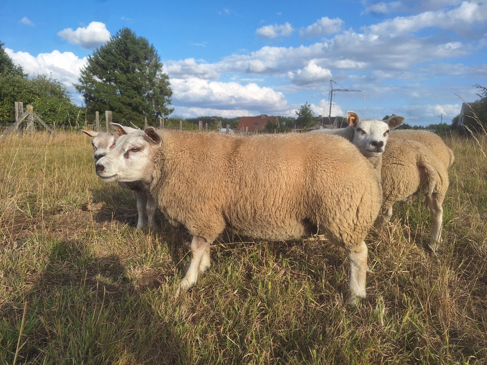 Raszuivere Nederlandse Texel ramlammeren, Mannelijk, Schaap, 0 tot 2 jaar