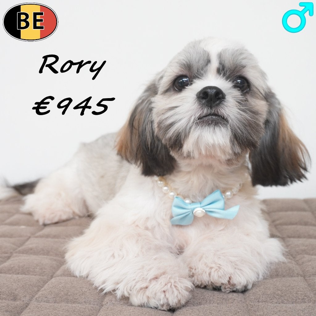 Rory, Lhasa Apso - chiot belge à vendre, 15 semaines à 1 an, Commerçant, Chien (mâle), Maladie de Carré (chiens)
