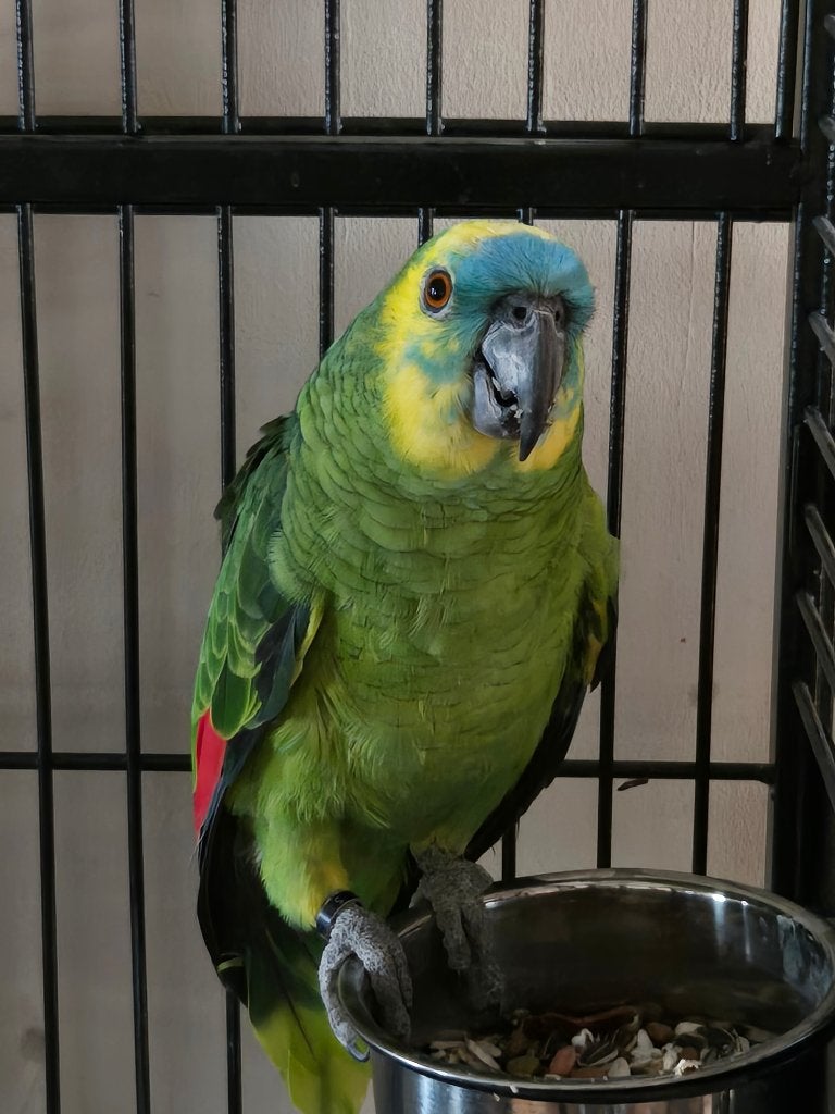 Amazon man 2019, Dieren en Toebehoren, Vogels | Parkieten en Papegaaien, Mannelijk, Papegaai, Geringd