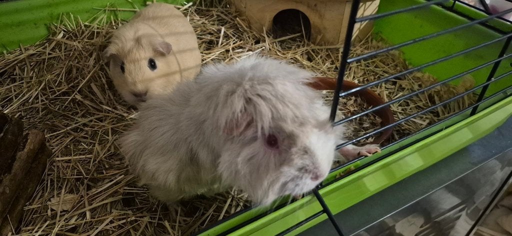 2 cavia zeugjes, Décembre, Domestique, Cobaye, Femelle