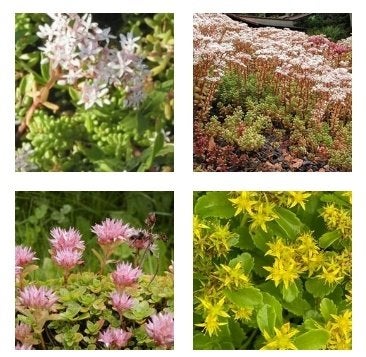 assortiment 140 Sedums bodembedekkers P9, Ophalen, Bodembedekkers, Volle zon, Vaste plant