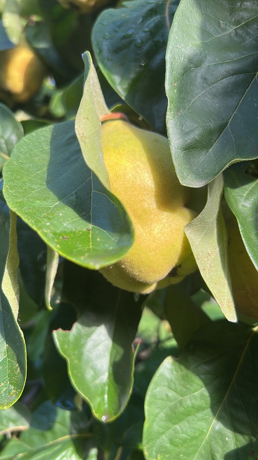 Heerlijke kweeperen, Tuin en Terras, Ophalen