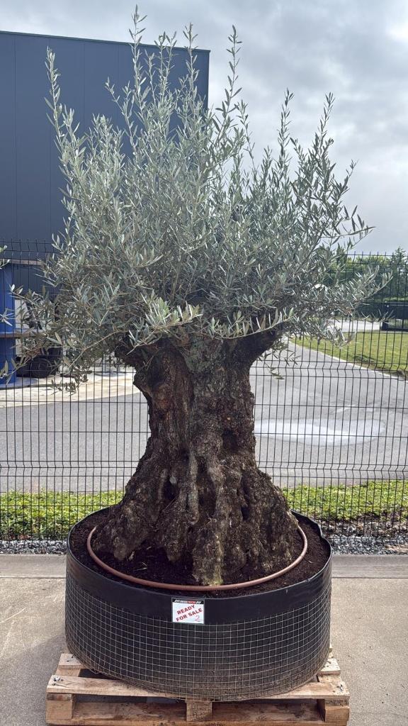 Olijfboom bonsai stuntprijs!!! Stock id (2), Ophalen, Olijfboom, 100 tot 250 cm