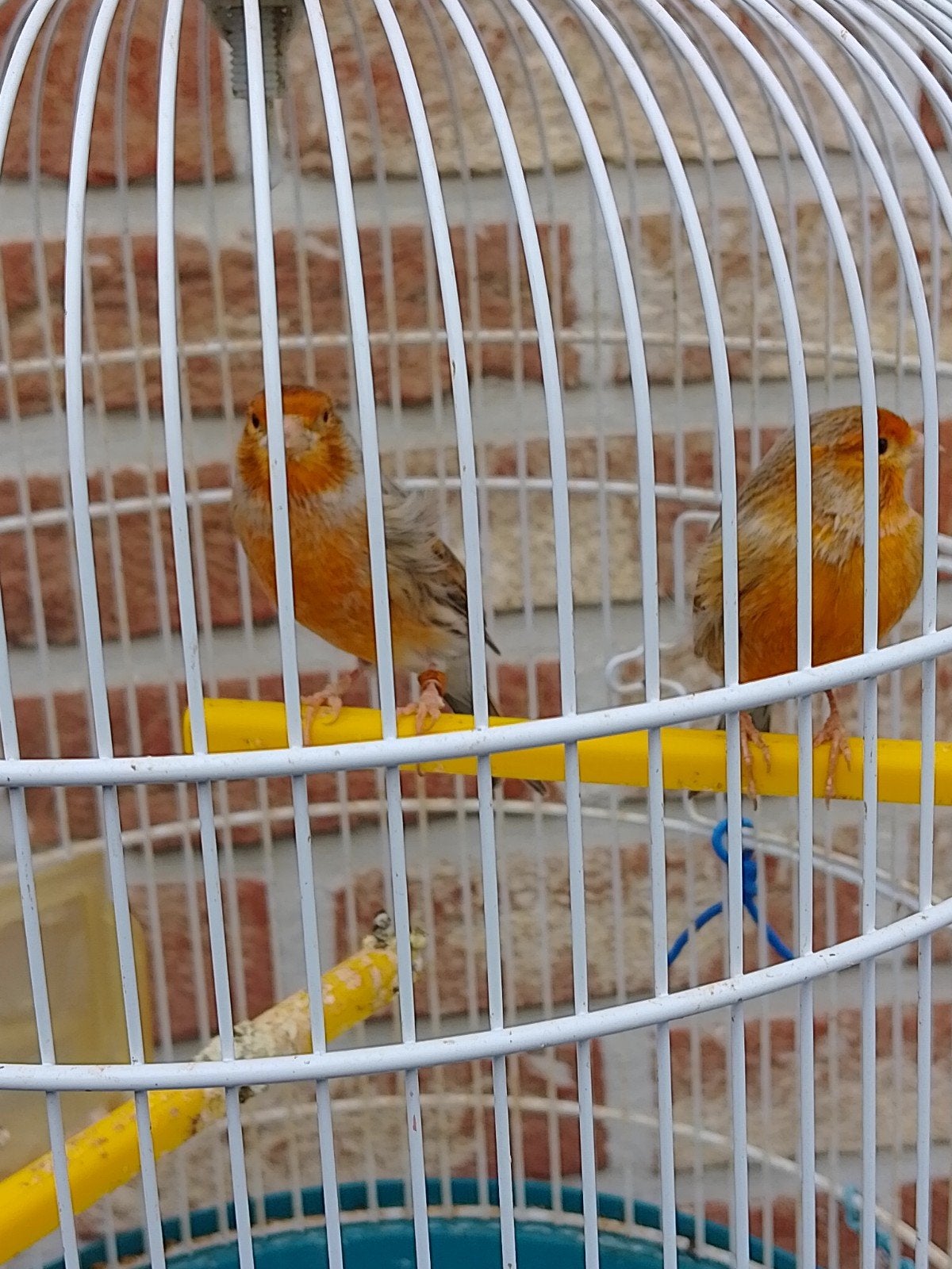 TRÈS BEAUX CANARIS DE COULEUR SIFFLANTE, bagués avec ou sans, Plusieurs animaux, Canari chanteur