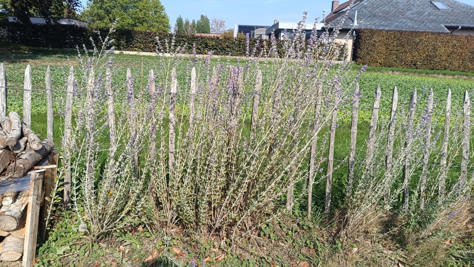 Perovskia atriplicifolia 'Blue Spire' Vaste plant 10 stuks, Ophalen, Vaste plant