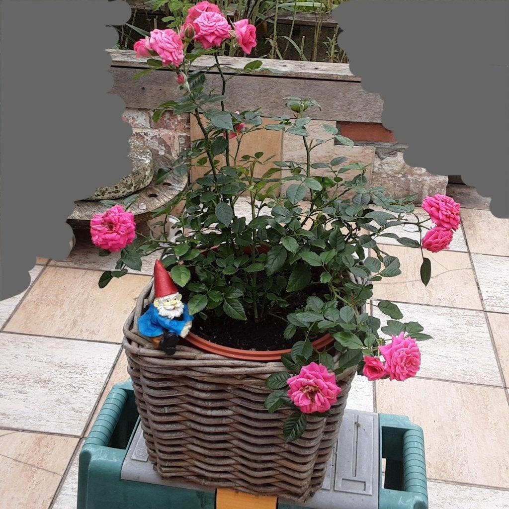 Mooie grote struik Potroos van eigen kweek,  D21cm, Ophalen of Verzenden, Zomer, Vaste plant