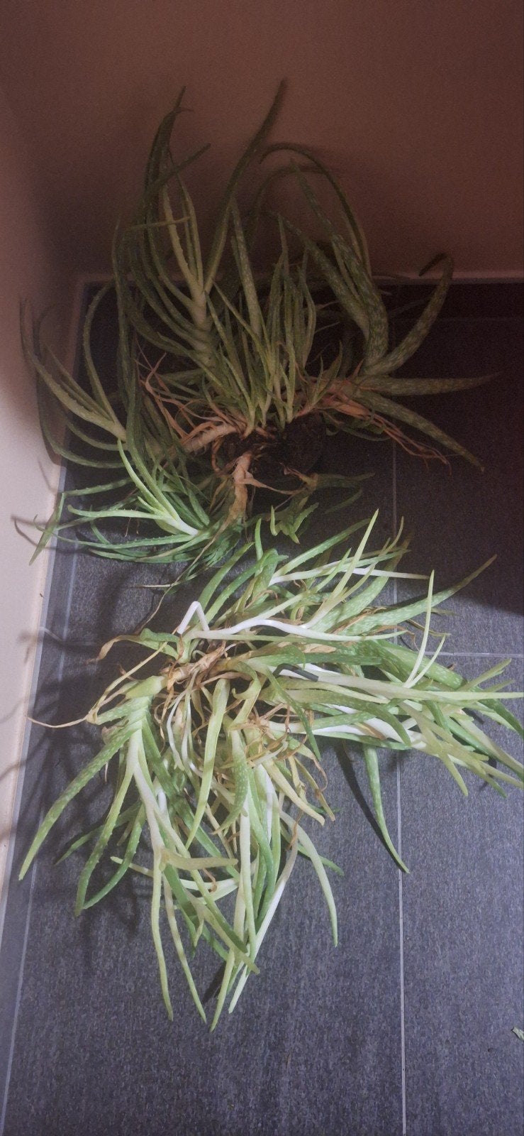 4 planten aloe vera, Ophalen
