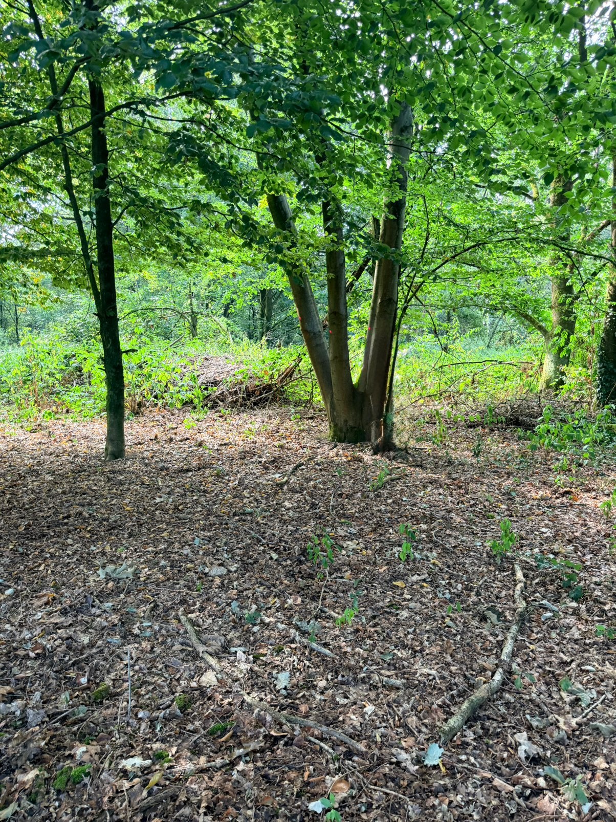 Bos te kappen + - 25 stuks - Eik, Den, Berk, Tuin en Terras, Brandhout, Ophalen, Eikenhout