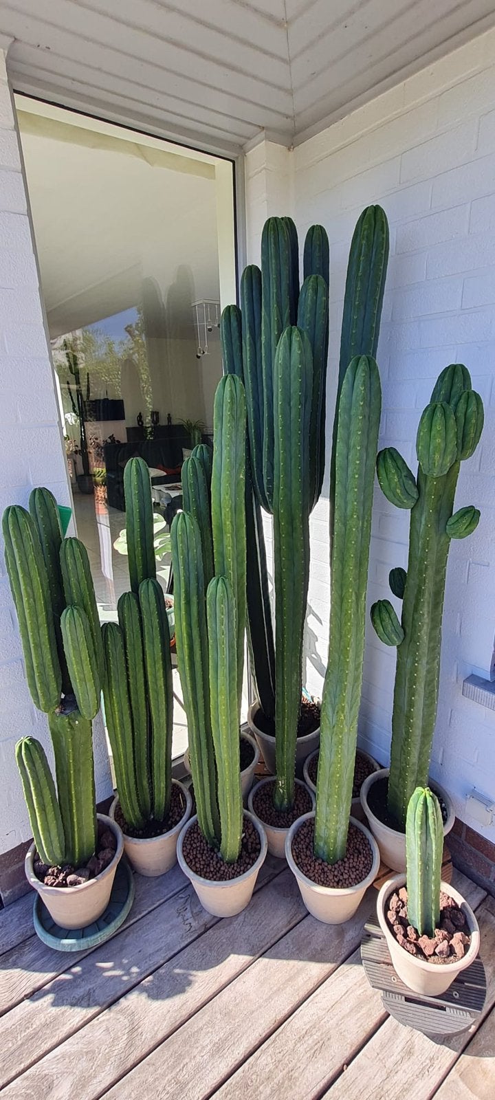 San pedro cactussen te koop, Ophalen