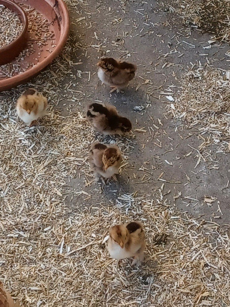 kuikens