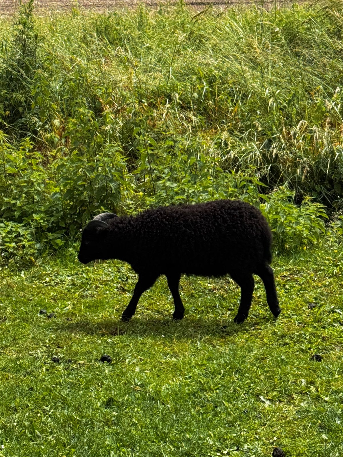 prachtige ouessant lammetje tekoop, Dieren en Toebehoren, Schapen, Geiten en Varkens, Mannelijk, Schaap, 0 tot 2 jaar