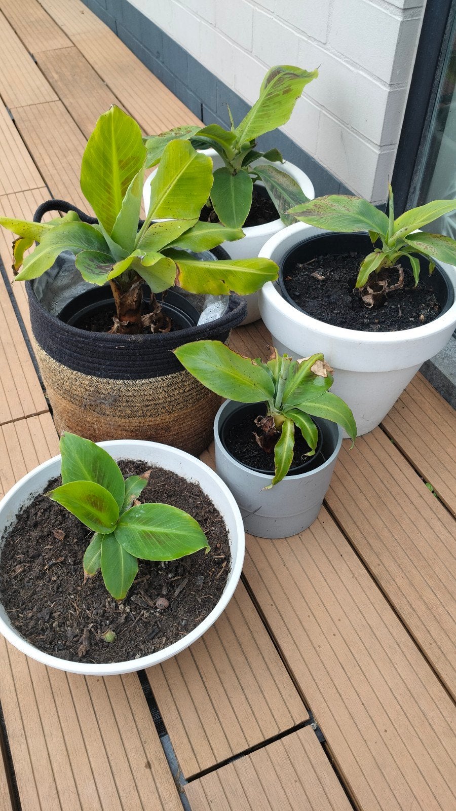 bananenplanten, Enlèvement