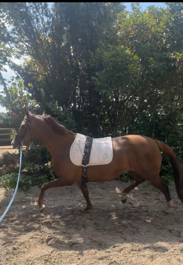 Koffievos 9 jaar, Dieren en Toebehoren, Merrie, Met stamboom, Dressuurpaard, Zadelmak