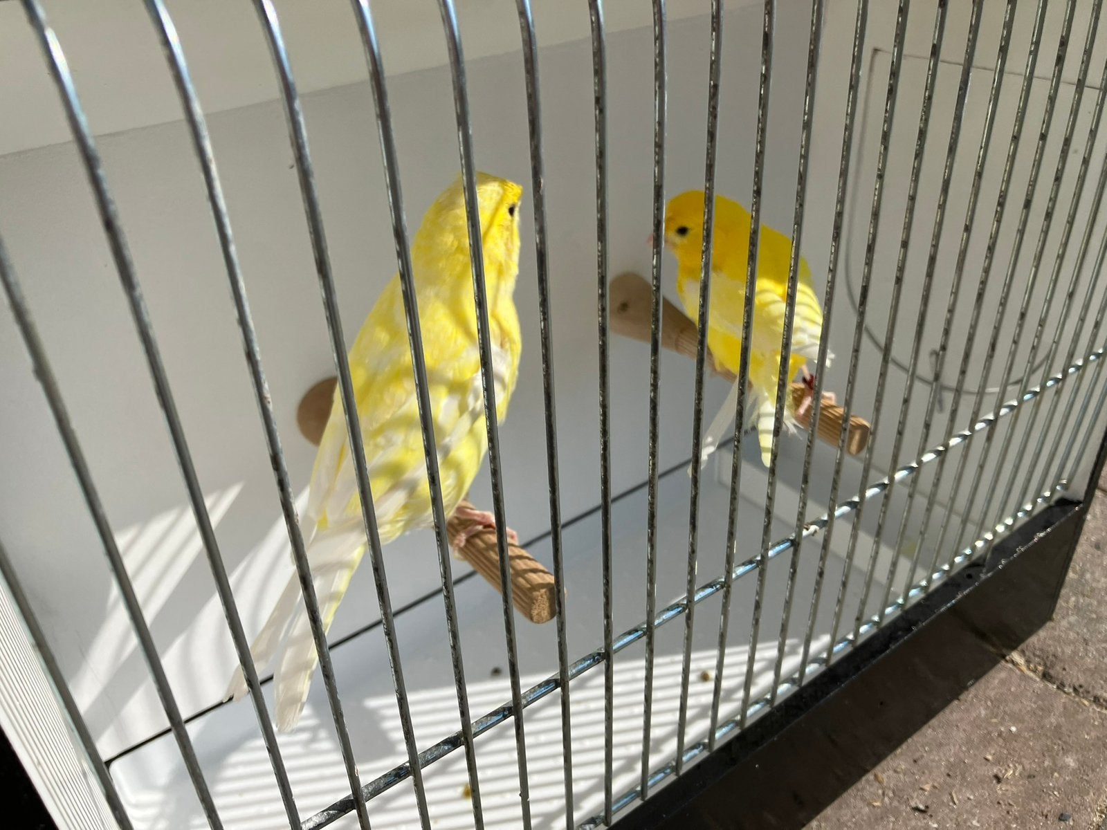 3 koppels gele kanaries, Dieren en Toebehoren, Meerdere dieren, Kleurkanarie