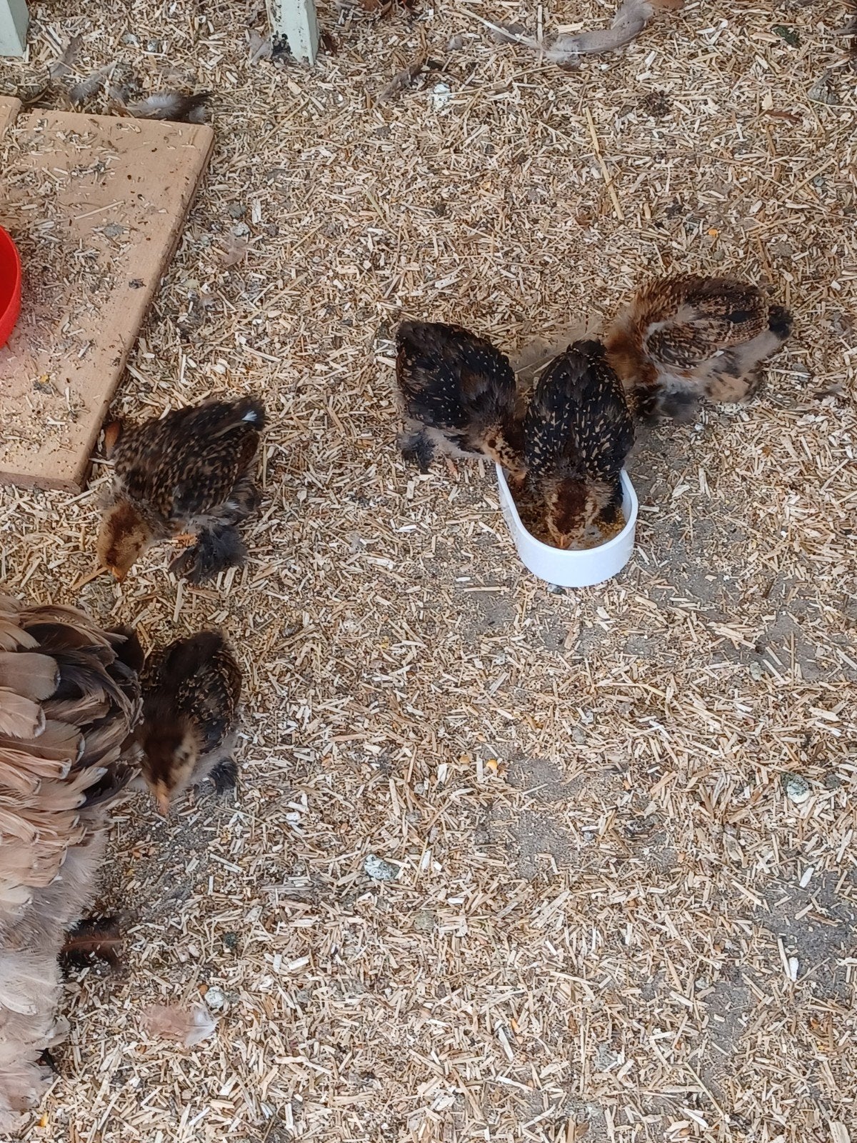 kuikens, Dieren en Toebehoren, Pluimvee