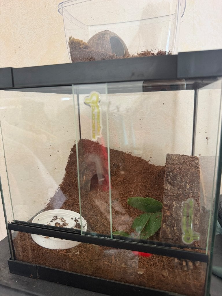 Terrarium, Enlèvement, Comme neuf, Terrarium ou Paludarium