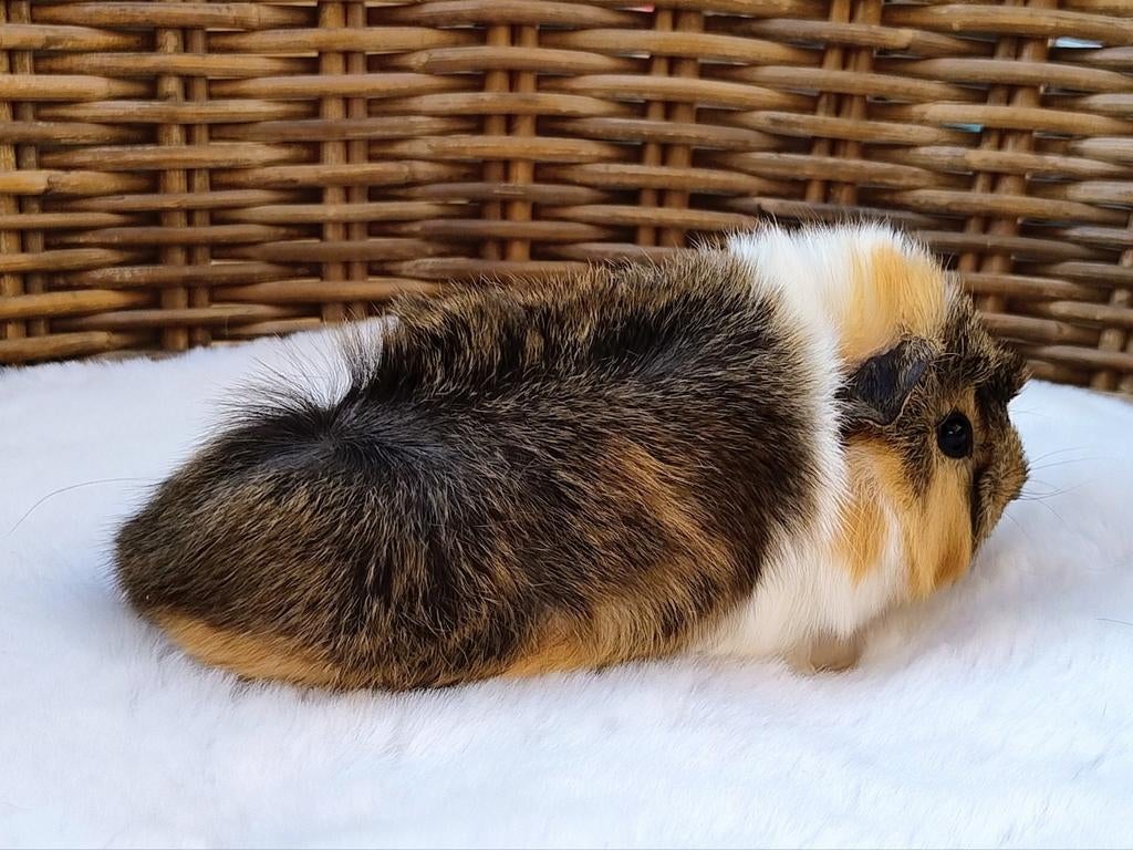 Cavia beertje, Dieren en Toebehoren, Cavia, April, Mannelijk, Tam