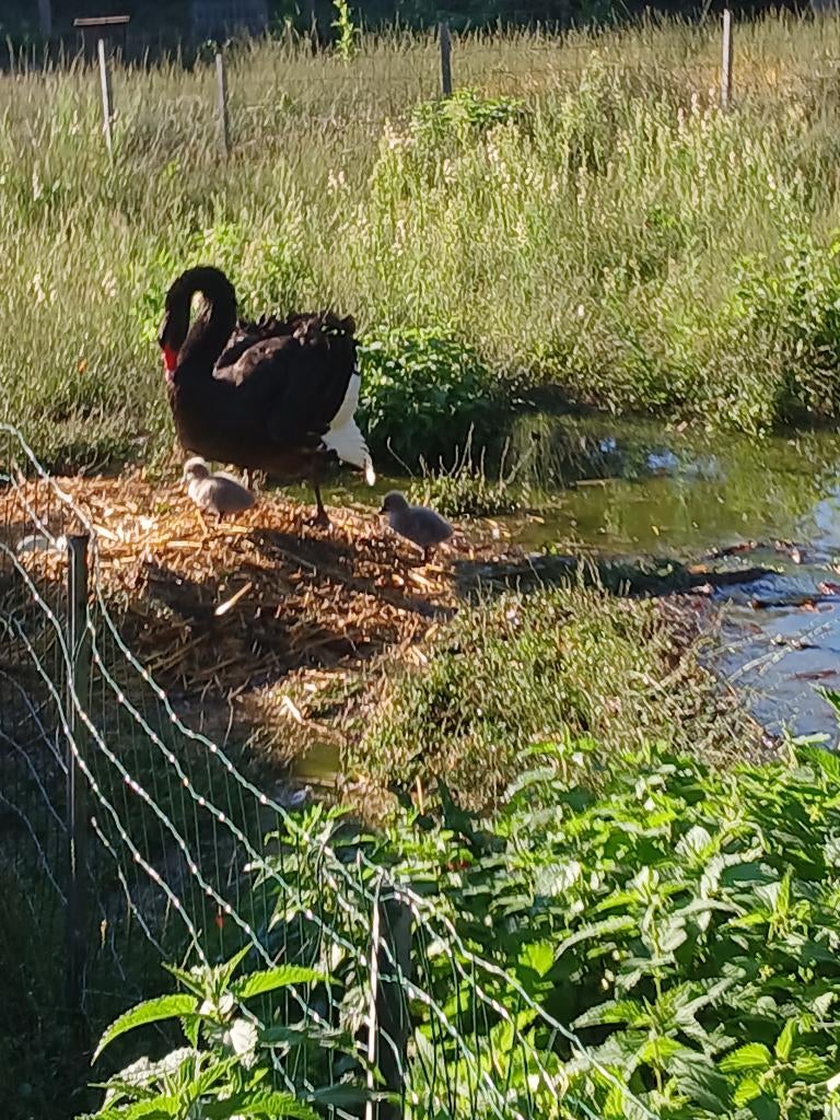 Zwarte zwaan, Dieren en Toebehoren
