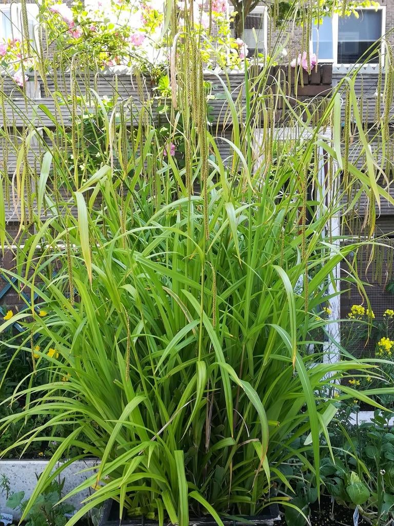 Graines de carex à suspendre, Carex pendula, Envoi, Mi-ombre