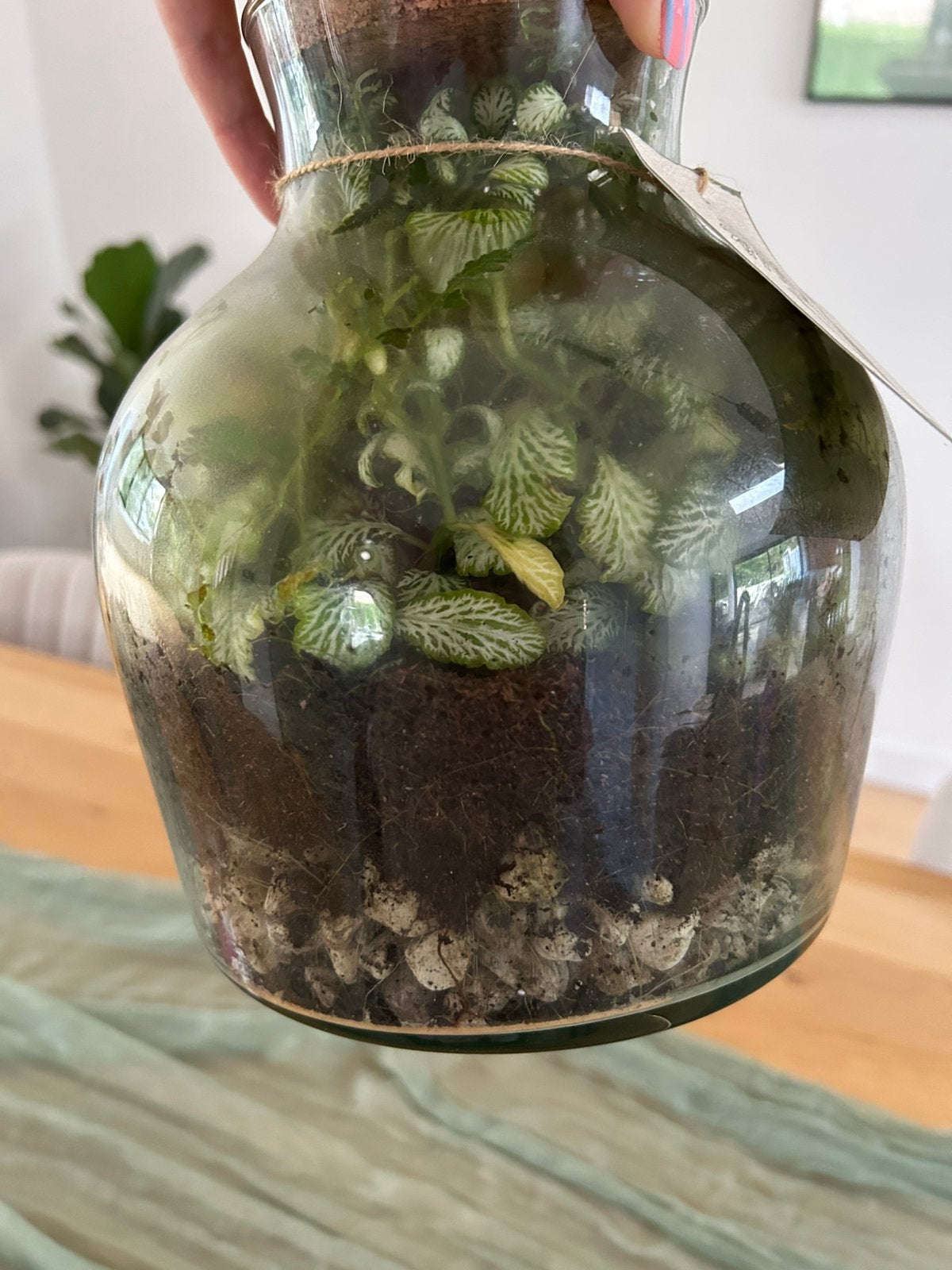 ass Botanic – decoratieve plantenterrarium, Ophalen, Overige soorten, Halfschaduw, Minder dan 100 cm