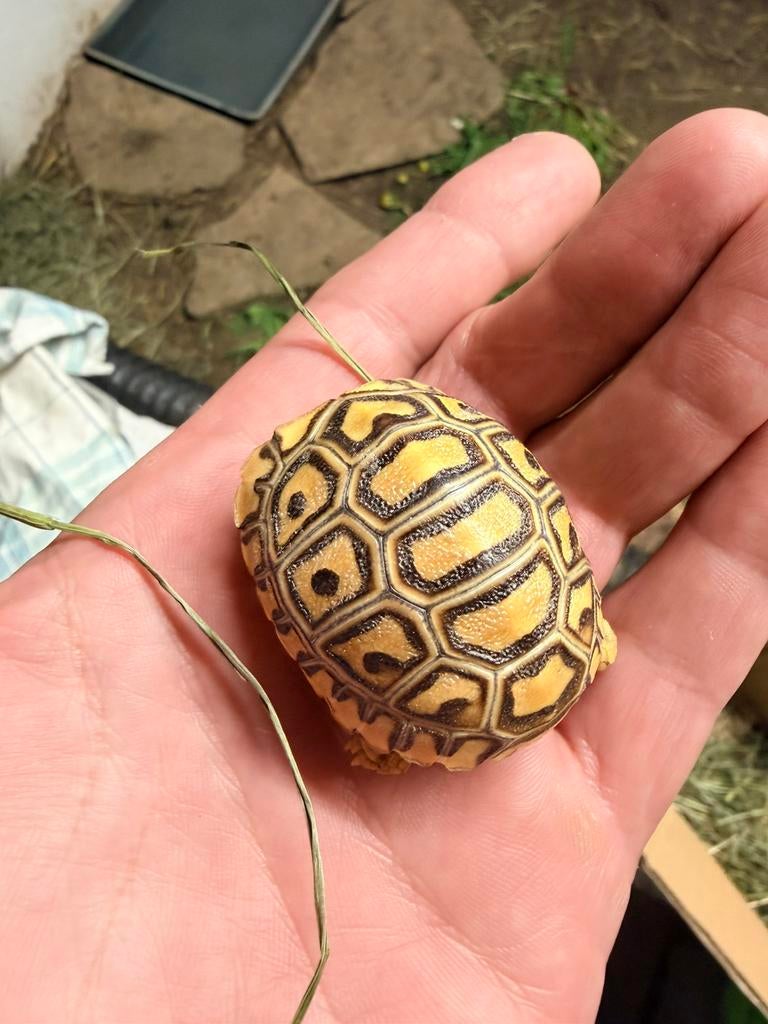 Tortue pardalis, Dieren en Toebehoren, Schildpad