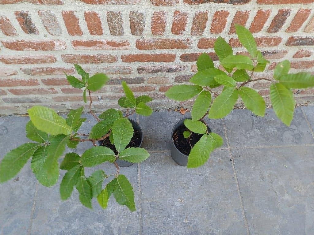 Tamme kastanje 2 liter pot, Ophalen, In pot
