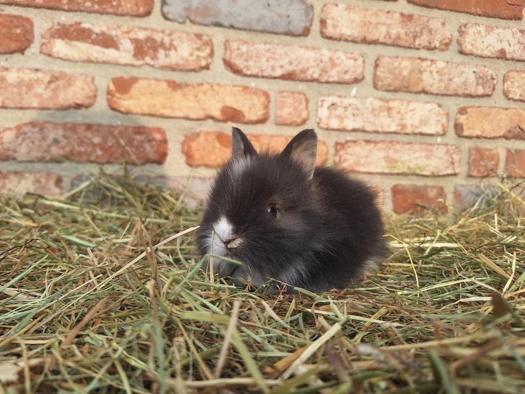 Jonge teddy dwerg dwergkonijnen, Mâle, Nain, 0 à 2 ans