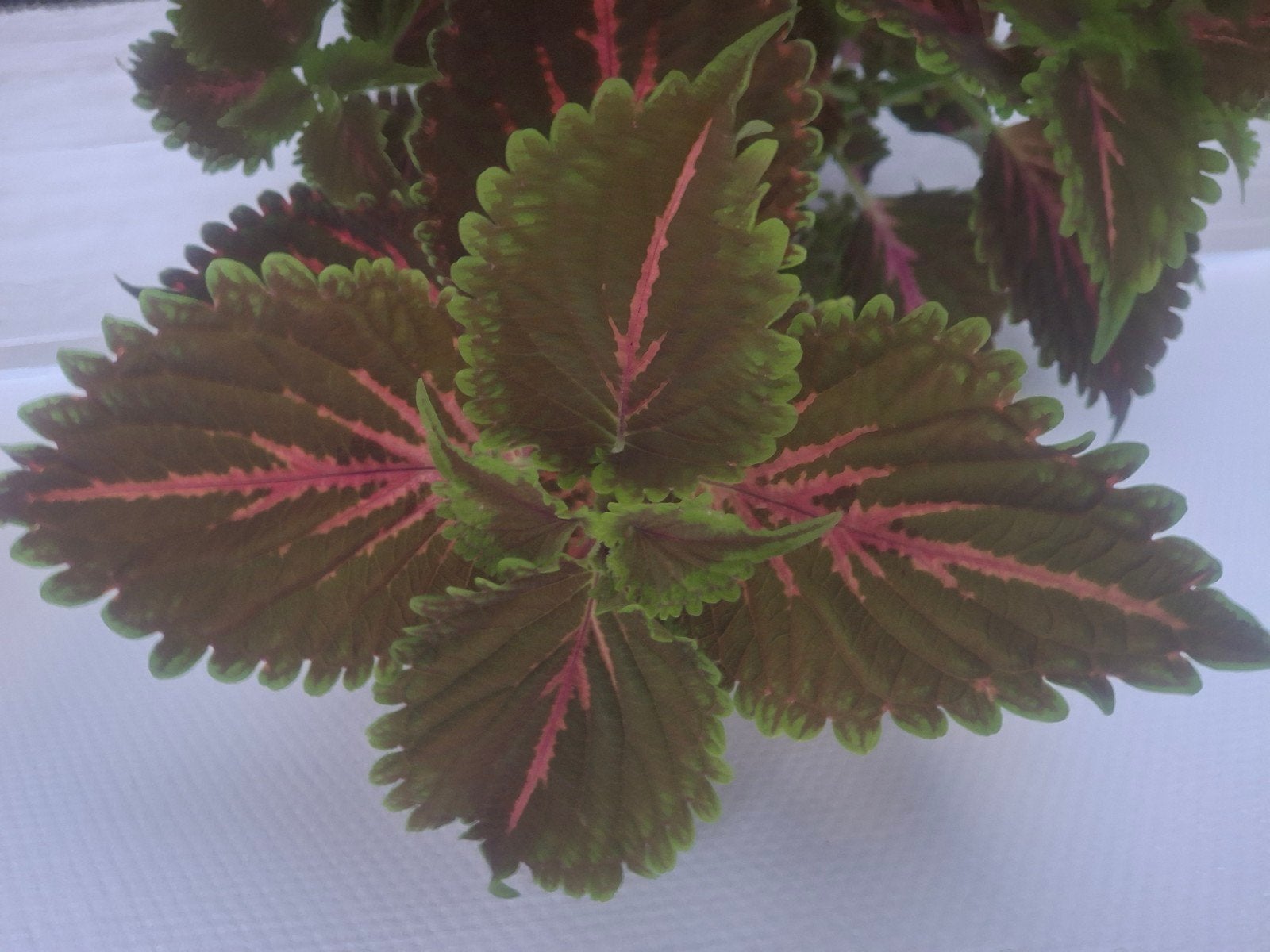 Plante Coleus plus de détails sur la feuille et couleurs, Enlèvement ou Envoi