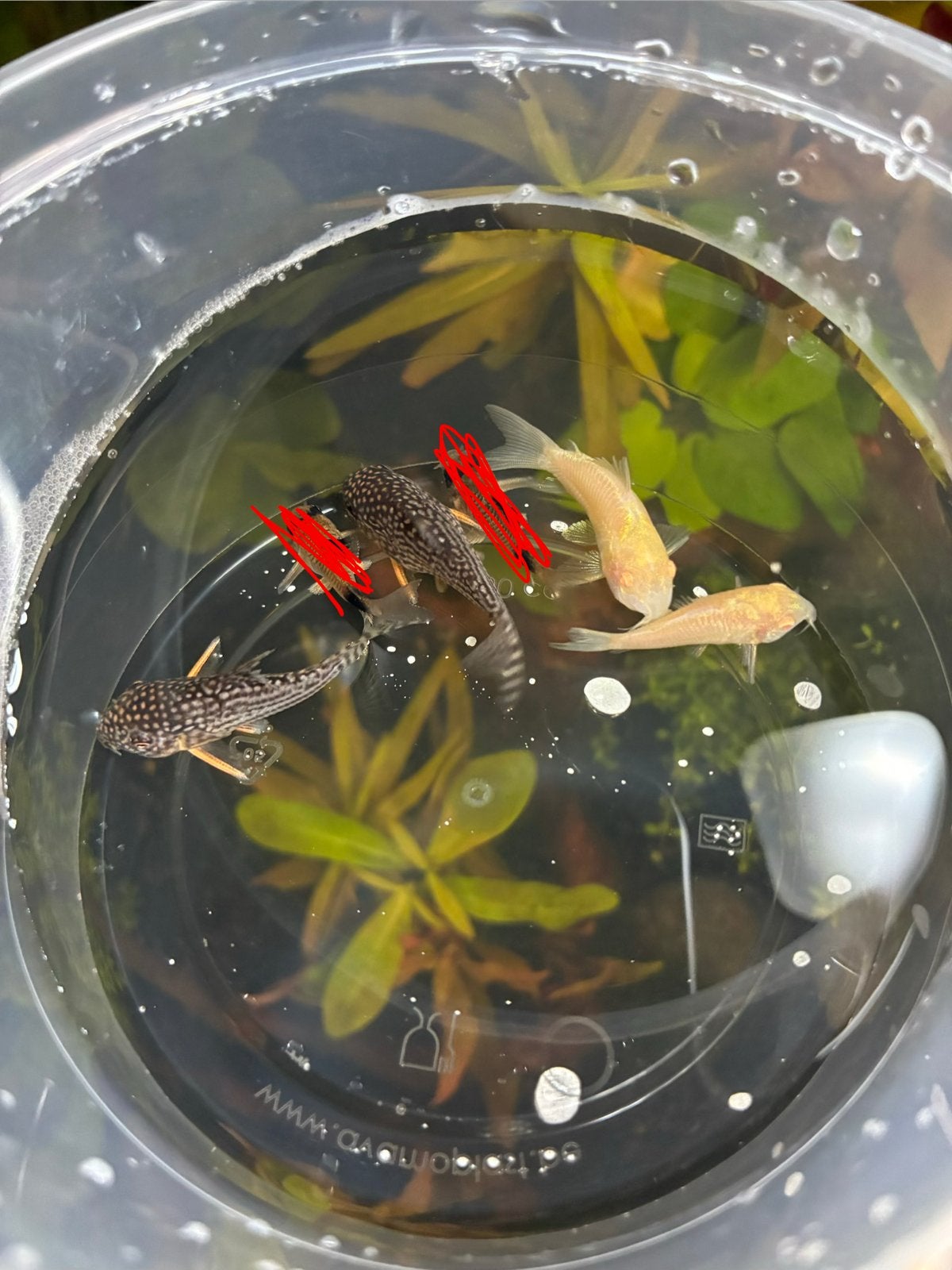 Corydora vis, Dieren en Toebehoren