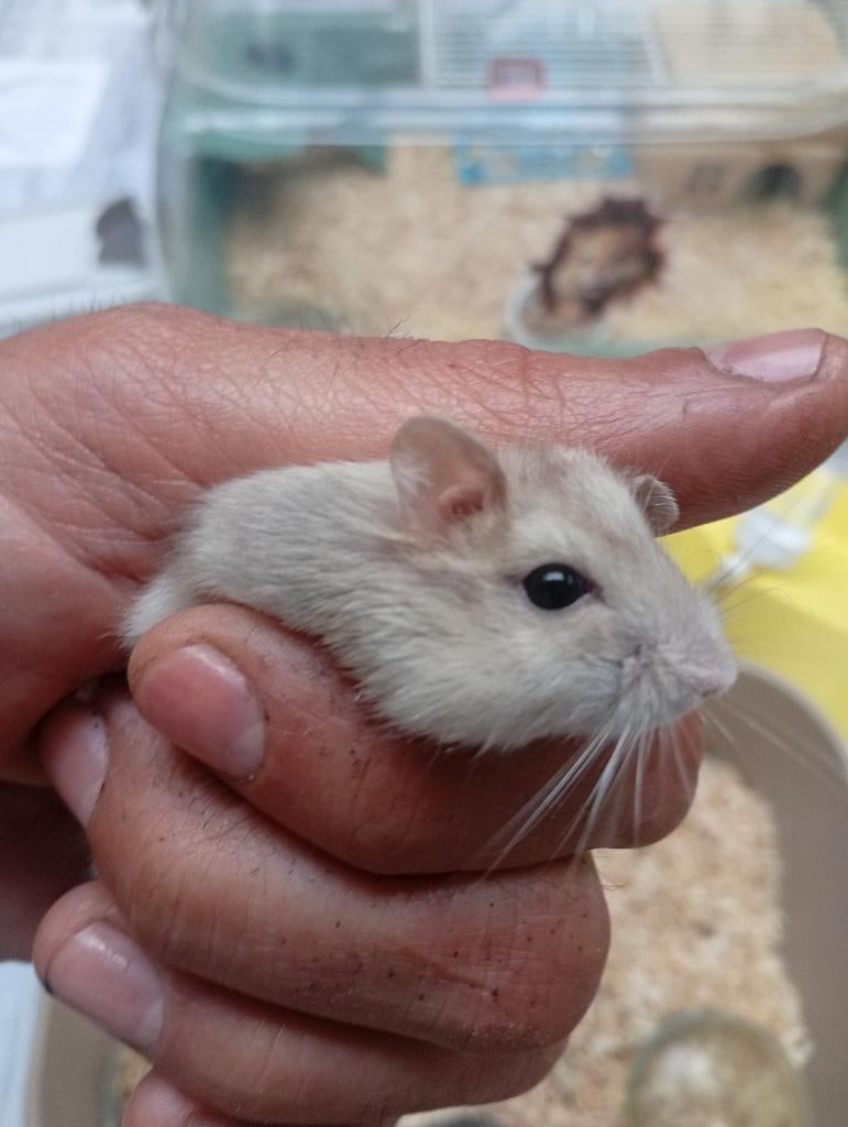 nestje van 5 DWERGHAMSTER BIJT NIET, Dieren en Toebehoren, Hamster, Maart, Meerdere dieren, Tam