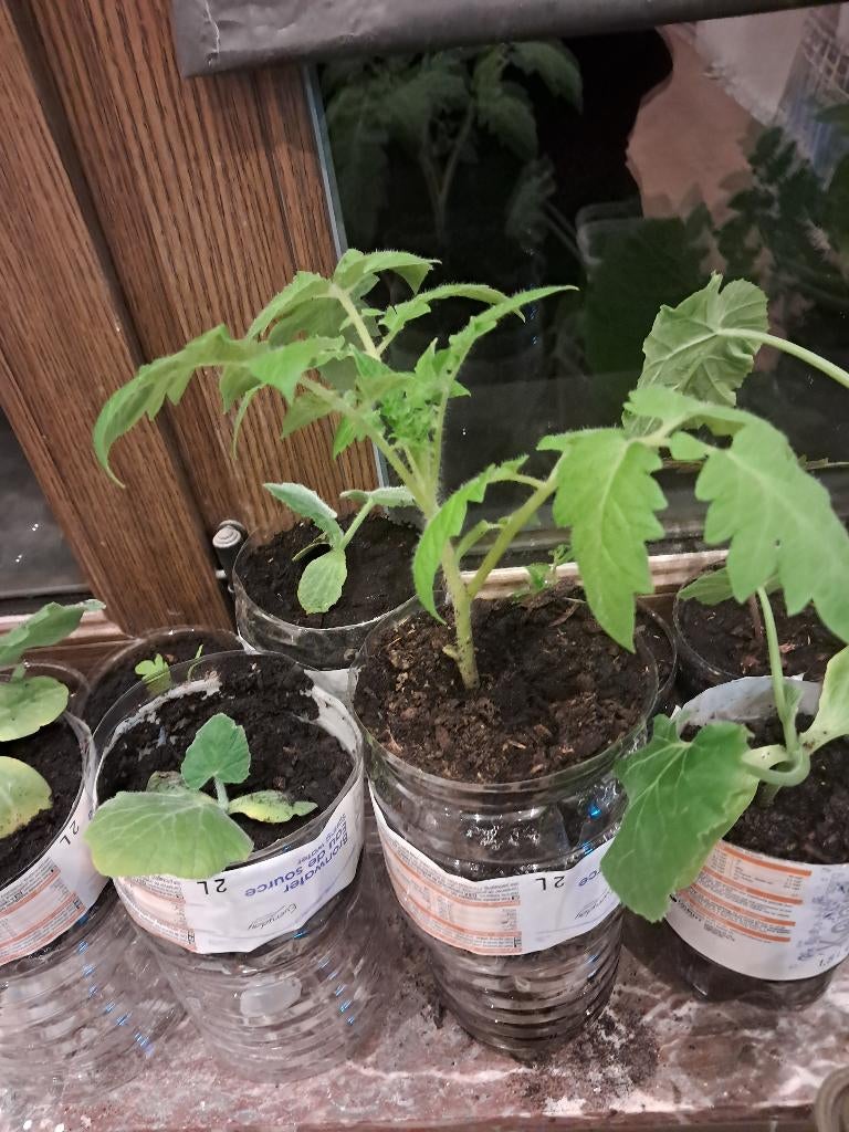 plante a repiquer tomates (san marsano), Ophalen, Volle zon, Groenteplanten, Eenjarig