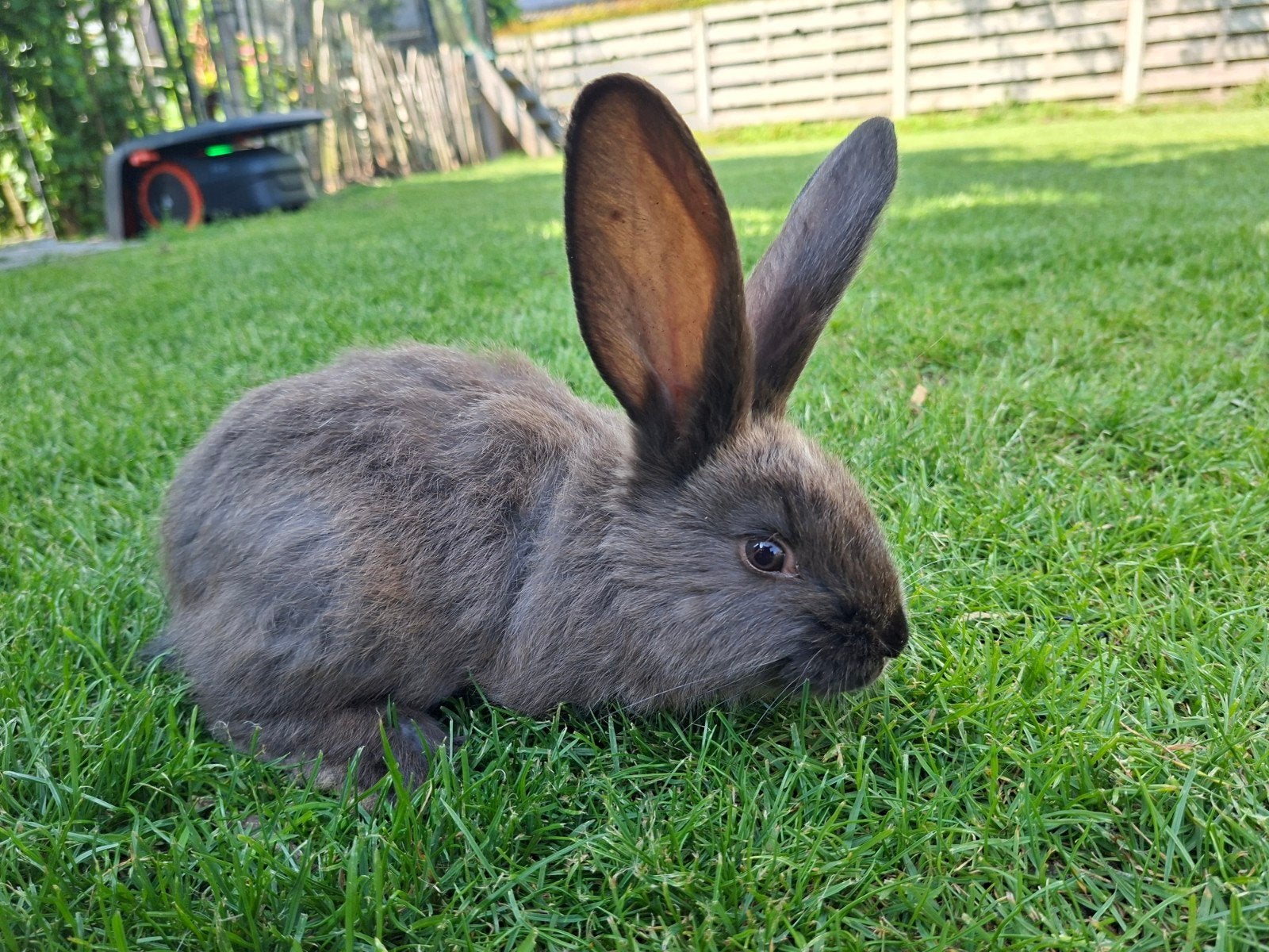 5 vlaamse reusjes, Dieren en Toebehoren
