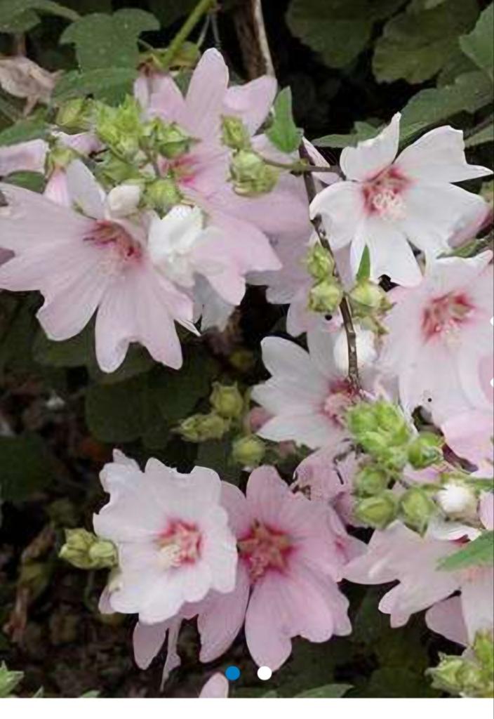 Lavatera Barnsley (Struikmalva), Tuin en Terras, Planten | Tuinplanten, Ophalen, Vaste plant, Halfschaduw