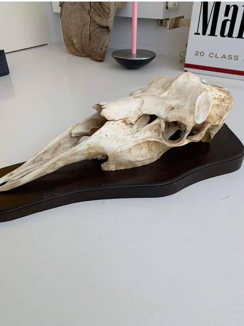 Schedel Eland, Verzamelen, Dierenverzamelingen, Ophalen, Schedel