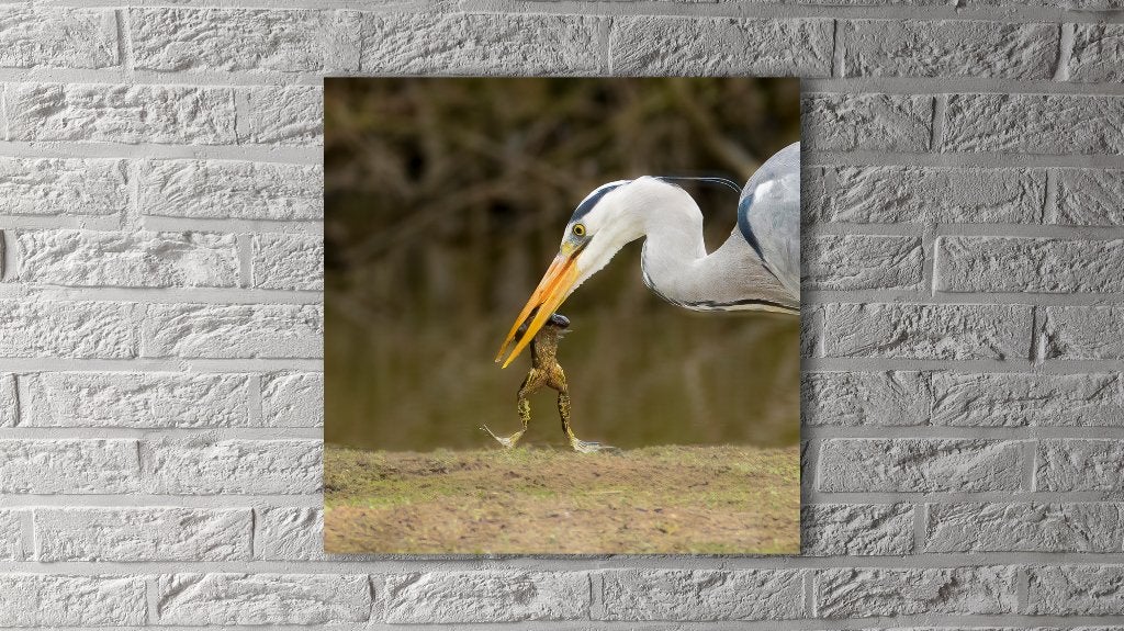 Blauwe reiger met kikker – unieke wildlife foto op Dibond, Enlèvement, Neuf, Nature, Photo