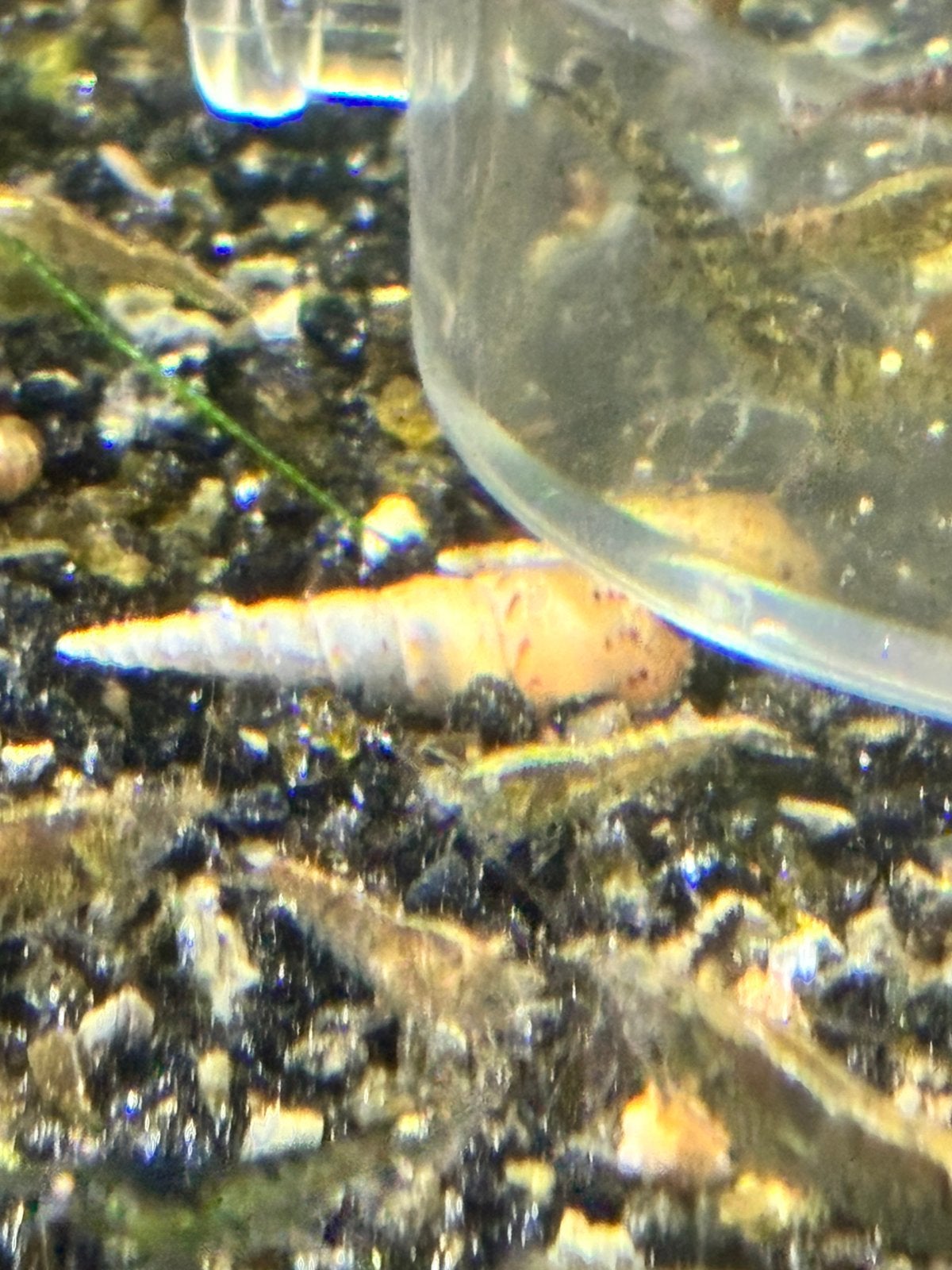 Gratis Melanoides tuberculata of torenslak, Escargot ou Mollusque, Poisson d'eau douce